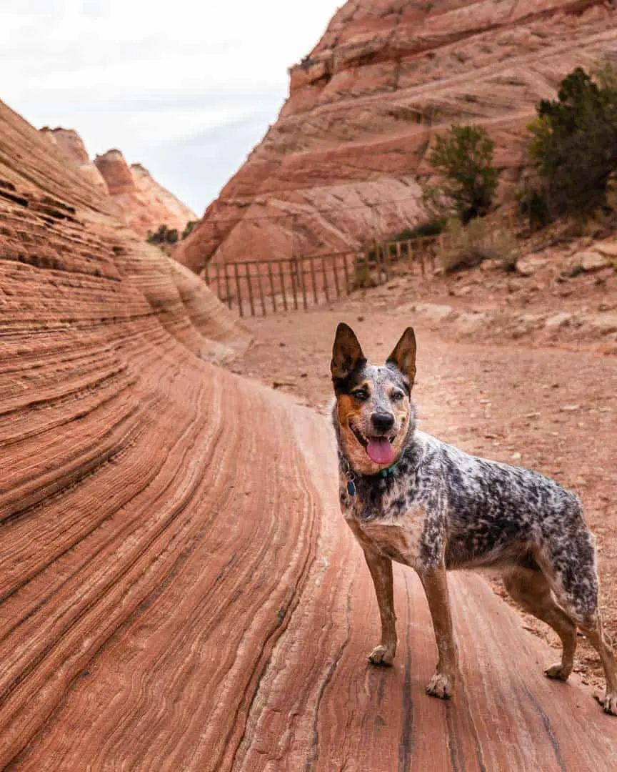 Everest leading the way to the cattle fence en route to the canyon entrance