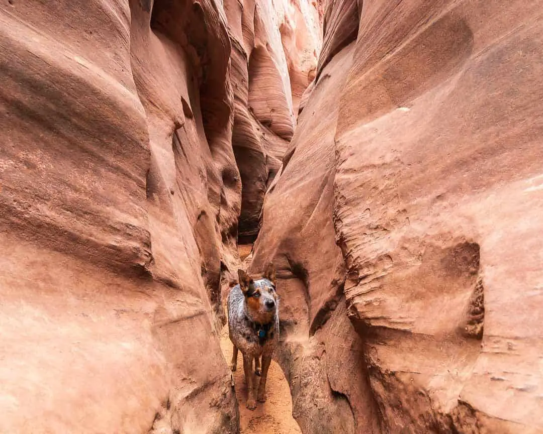 Zebra Slot Canyon Dogs