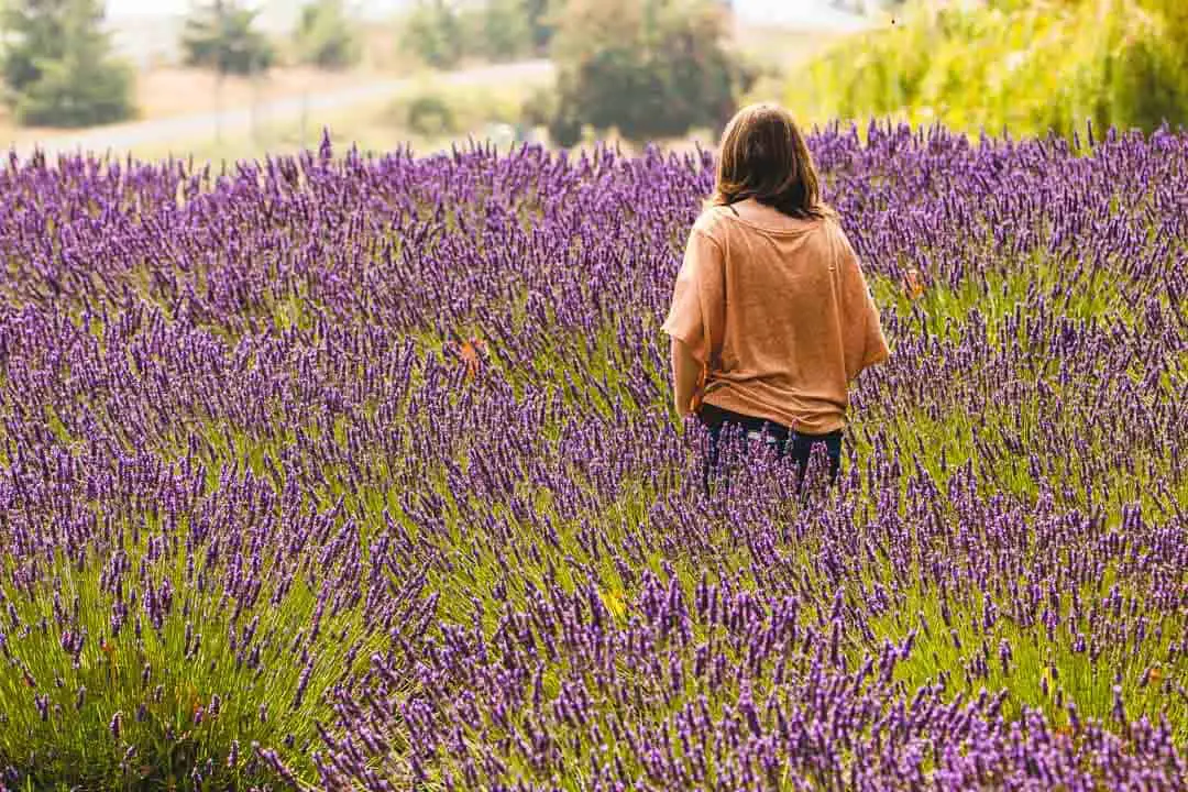 Woman walking in lavender field