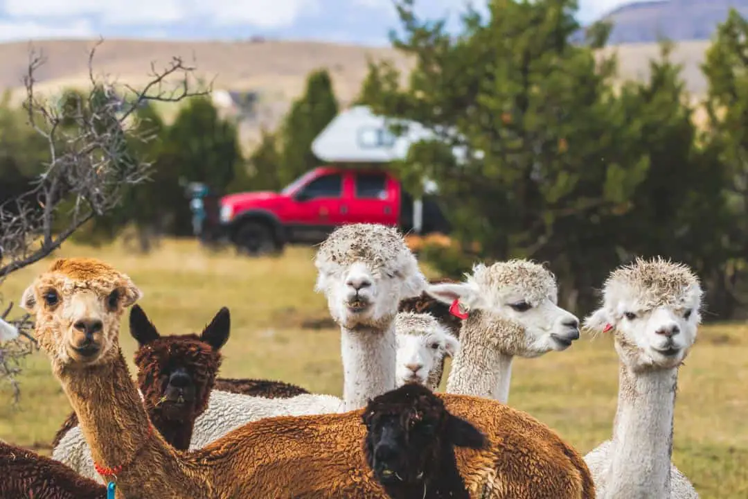 Group of Alpacas in foreground with RV camping in the background