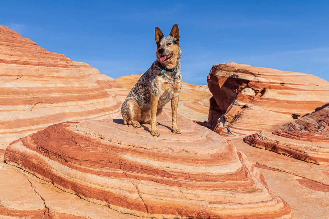 Dog sitting on the fire wave in Valley of Fire state Park