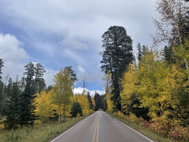 Road through custer state park