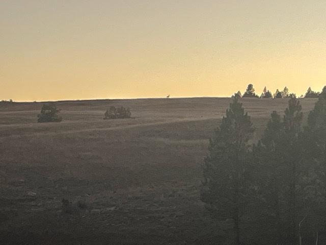 elk on hill in custer state park