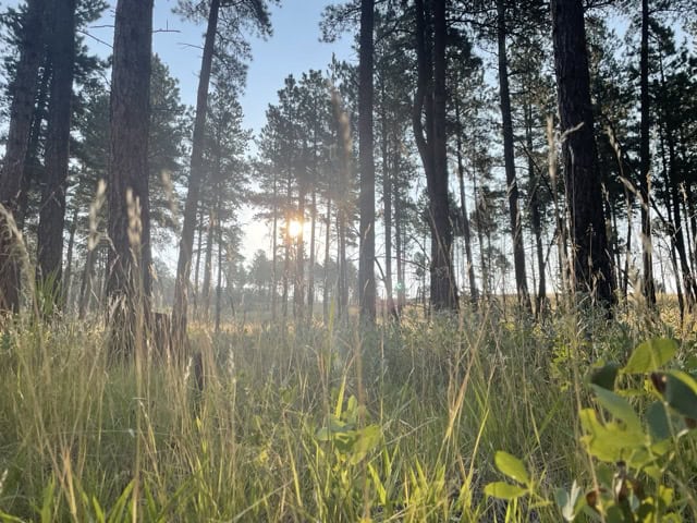 Tall Grass
