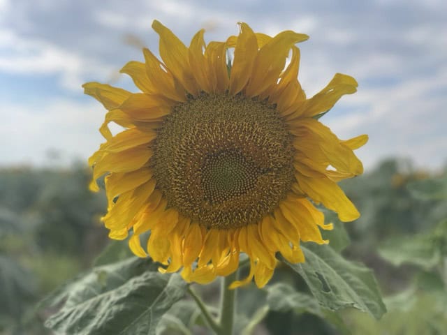 sunflower birthday feature